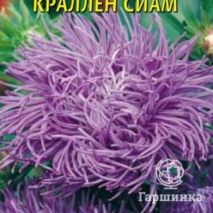 Семена  Астра Краллен Сиам  0,3 гр Плазменные семена