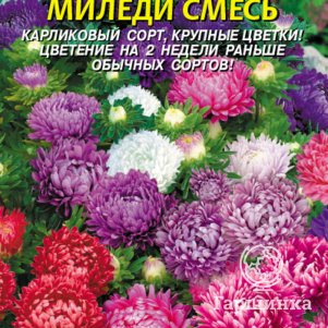 Семена  Астра Миледи смесь  0,1 гр Плазменные семена