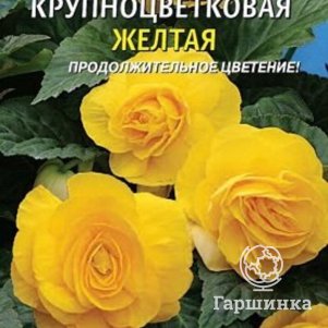 Семена  Бегония клубневая крупноцветковая Желтая  5 шт Плазменные семена