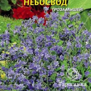 Семена  Чернокорень (Циноглоссум приятный) Небосвод  0,3 гр Плазменные семена