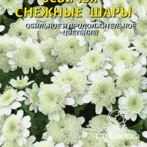 Семена  Хризантема девичья Снежные шары  0,05 гр Плазменные семена