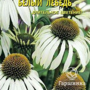 Семена  Рудбекия Белый лебедь  0,05 гр Плазменные семена