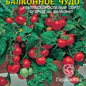 Семена  Томат Балконное чудо  20 шт Плазменные семена