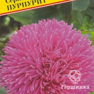 Семена Астра Джуэл Пурпурит 0,3 гр, Престиж