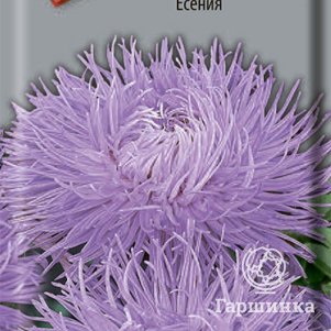 Семена Астра Есения 0,3