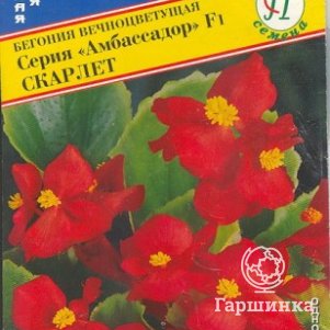 Семена Бегония вцв.Амбассадор Скарлет F1 15 др, Престиж