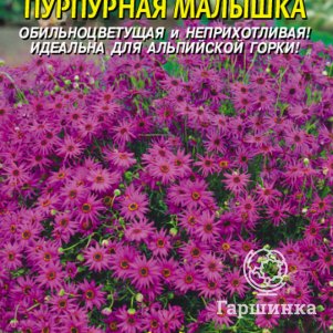 Семена Брахикома Пурпурная малышка, 0,05 гр, Плазменные семена