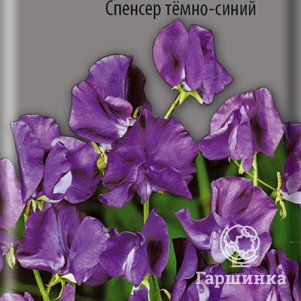 Семена Душистый горошек Спенсер темно-синий 1