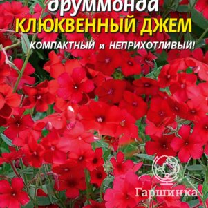 Семена Флокс друммонда Клюквенный джем, 0,1 гр, Плазменные семена