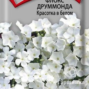 Семена Флокс друммонда Красотка в белом 0,1