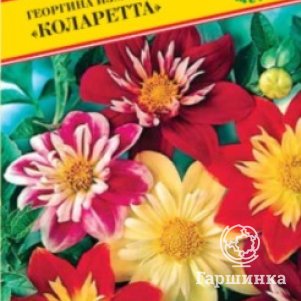 Семена Георгина изменчивая Коларетта 12 шт, Престиж