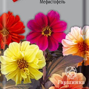 Семена Георгина Мефистофель 0,2, Поиск