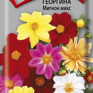 Семена Георгина Мигнон микс 0,2, Поиск