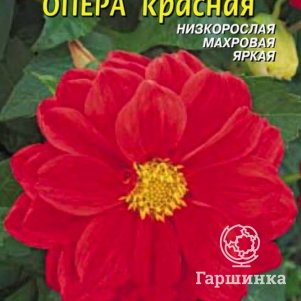 Семена Георгина Опера Красный, 10 шт, Плазменные семена