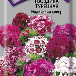 Семена Гвоздика Турецкая Индийский ковер 0,3