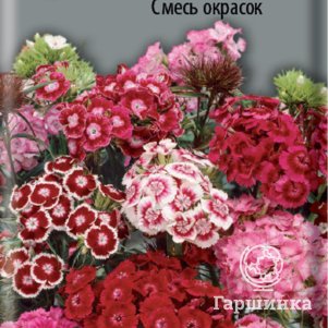 Семена Гвоздика Турецкая Смесь окрасок 0,25