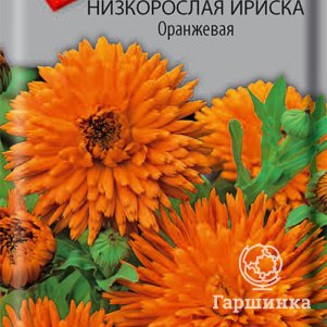 Семена Календула низкорослая Ириска Оранжевая 10