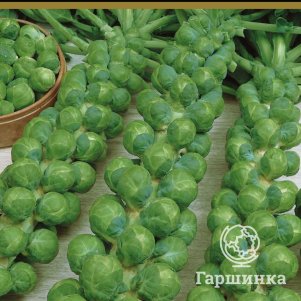Семена Капуста брюссельская Сапфир (А) 0,5