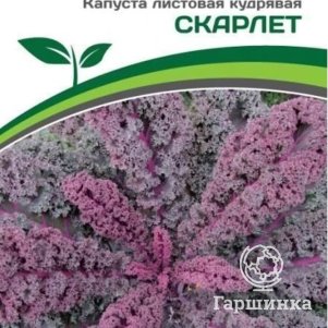 Семена Капуста листовая кудрявая Скарлет 0,3 гр. Партнер