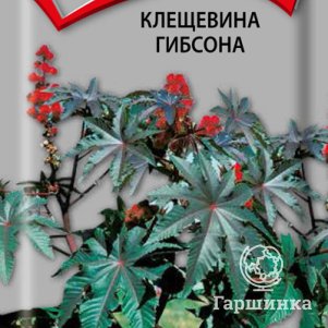 Семена Клещевина Гибсона . 2, Поиск