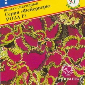 Семена Колеус Фейерверк Роза F1 10 шт, Престиж