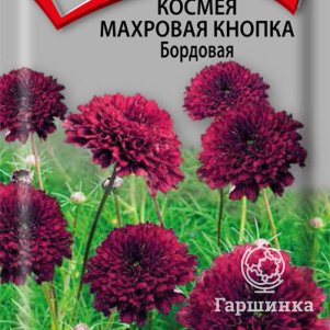 Семена Космея махровая кнопка Бордовая 0,1