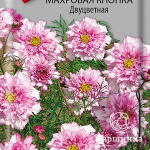 Семена Космея махровая кнопка Двуцветная 0,1