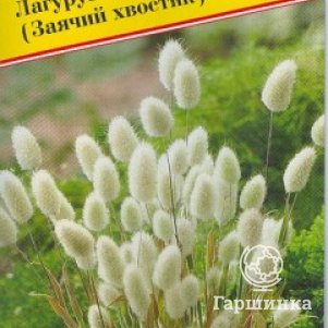 Семена Лагурус (заячий хвостик) 10 шт, Престиж