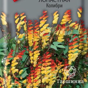 Семена Мина лопастная Колибри 0,1