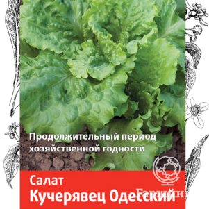 Семена Салат Кучерявец Одесский 1