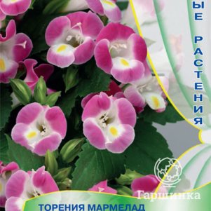 Семена Торения Мармелад Клубничный 5