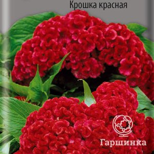 Семена Целозия гребенчатая Крошка красная 0,1