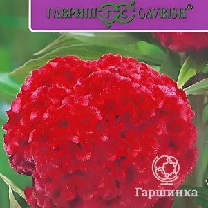 Семена Целозия Курум красная, гребенчатая, ц/п, 10 штук