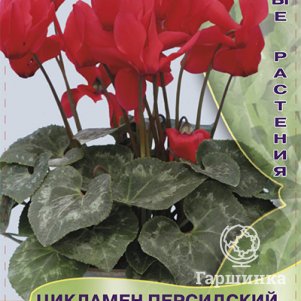 Семена Цикламен персидский мини Красный 2