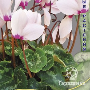 Семена Цикламен персидский Светло-розовый с глазком 2