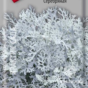 Семена Цинерария Серебряная 0,2