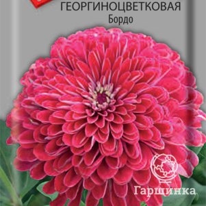 Семена Цинния георгиноцветковая Бордо 0,4