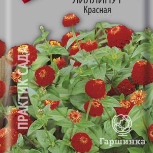 Семена Цинния лиллипут Красная 0,4