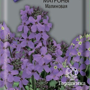 Семена Вечерница Матроны Малиновая 0,3