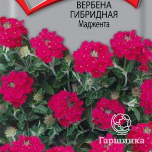 Семена Вербена гибридная Маджента 0,1