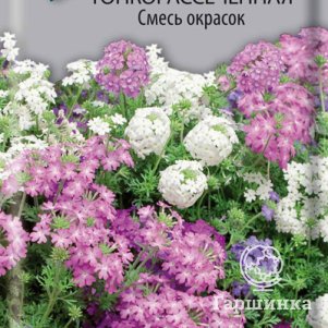 Семена Вербена тонкорассеченная Смесь окрасок 0,02