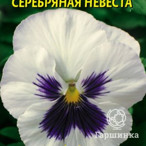 Семена Виола Серебряная невеста, 0,1 гр, Плазменные семена