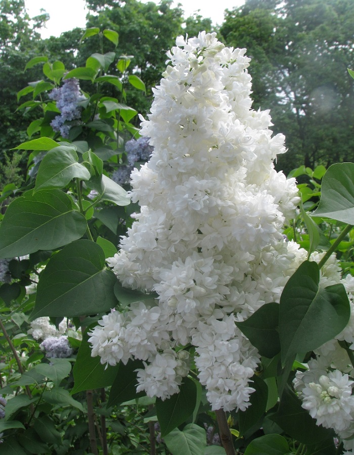 Сирень Советская Арктика 1 шт (горшок)