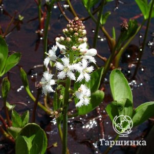 Трилистник водяной