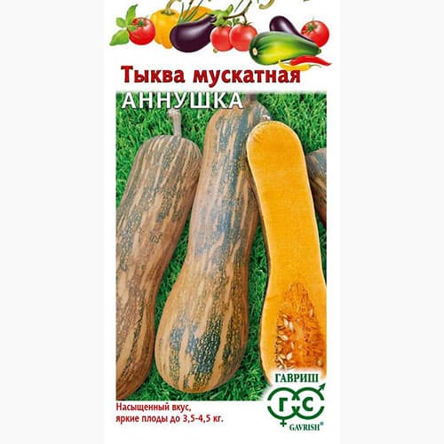 Тыква мускатная Аннушка Гавриш