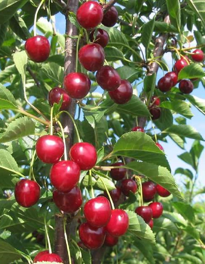 Вишня Игрицкая (Prunus cerasus)  1 шт