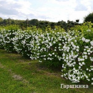 Живая изгородь: Калина Бульденеж 10шт