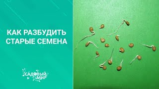 Как сэкономить на семенах.Не выбрасывайте старые семена, они прорастут, если применить этот способ