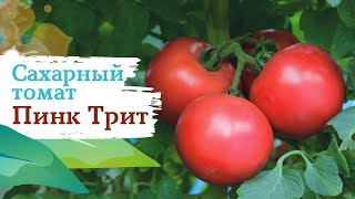 Сахарный томат ПИНК ТРИТ