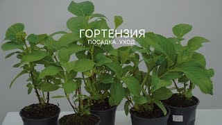 Гортензия. Посадка. Уход